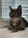 adoptable Cat in Burlingame, CA named Rosemary