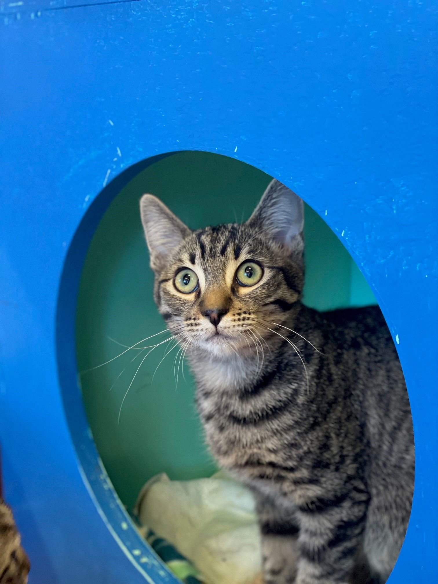 adoptable Cat in Burlingame, CA named Spark