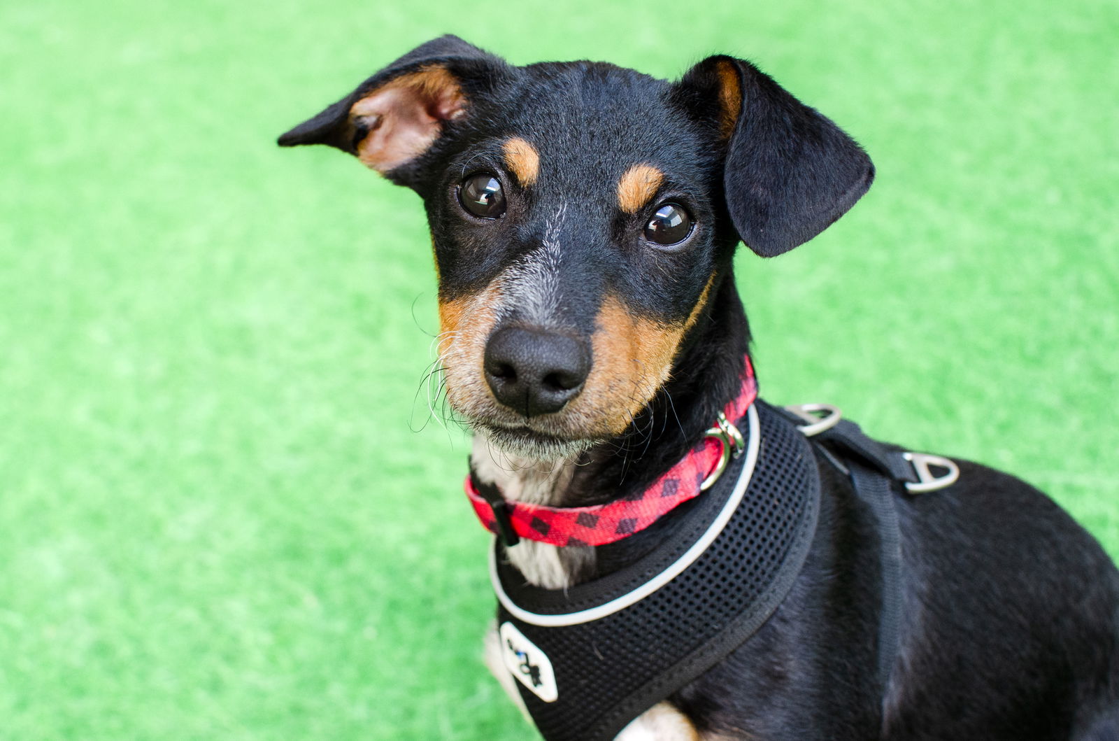 adoptable Dog in Burlingame, CA named Rocco