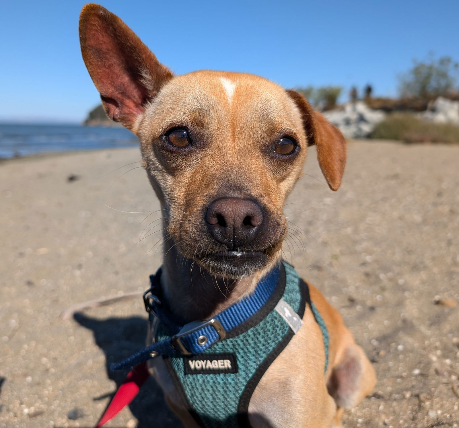 adoptable Dog in Burlingame, CA named Beanie