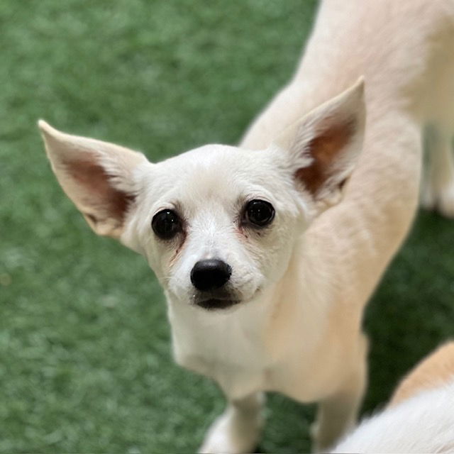 adoptable Dog in Burlingame, CA named Cupcake