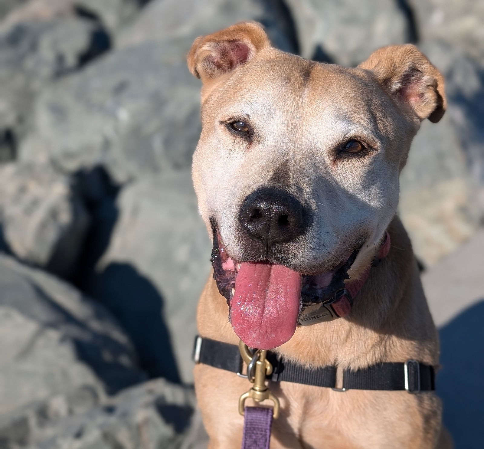 adoptable Dog in Burlingame, CA named Titus