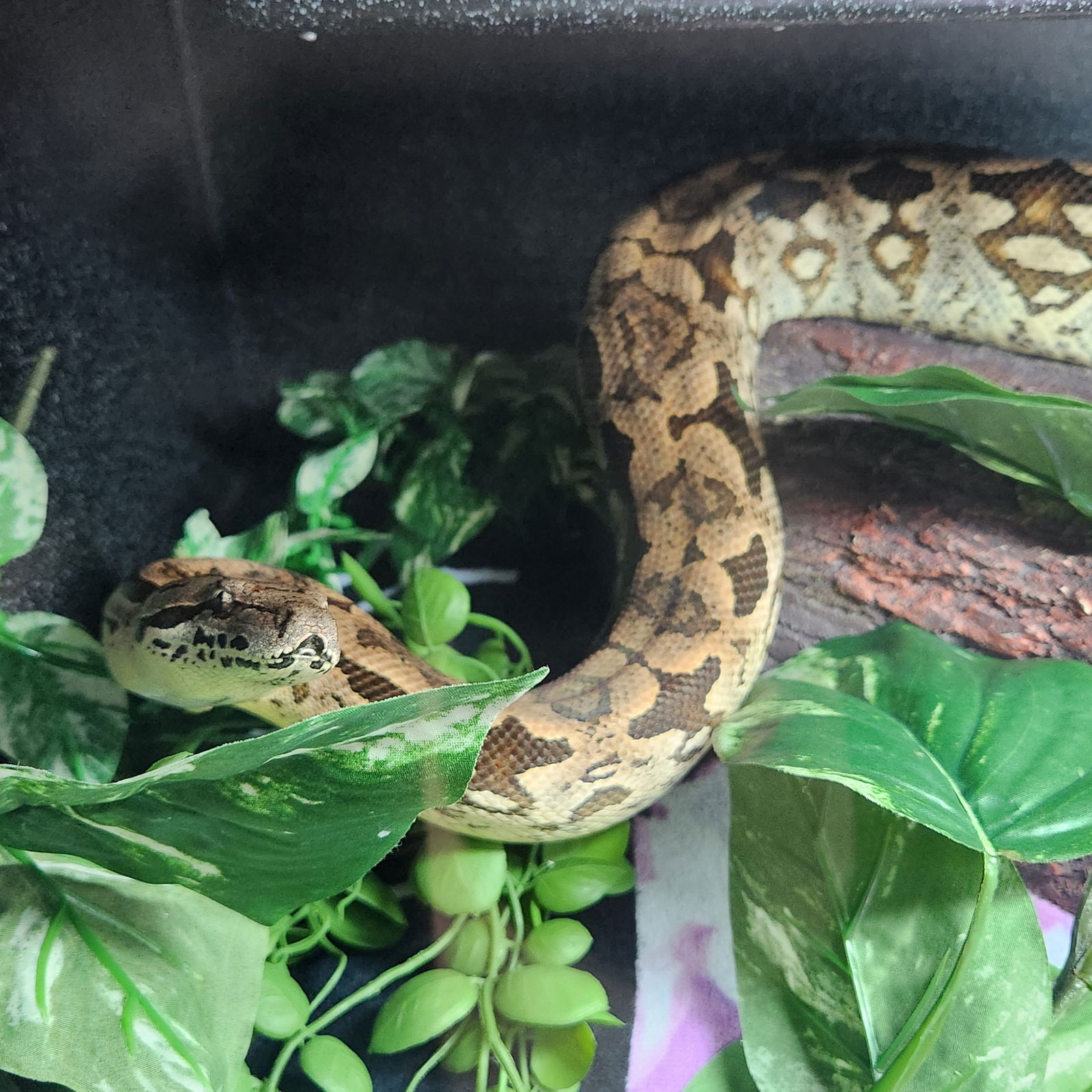 adoptable Snake in Burlingame, CA named Relic