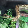 adoptable Snake in  named Relic