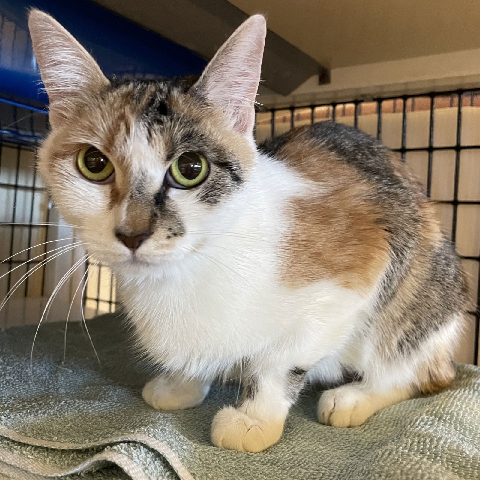 adoptable Cat in Burlingame, CA named Meku