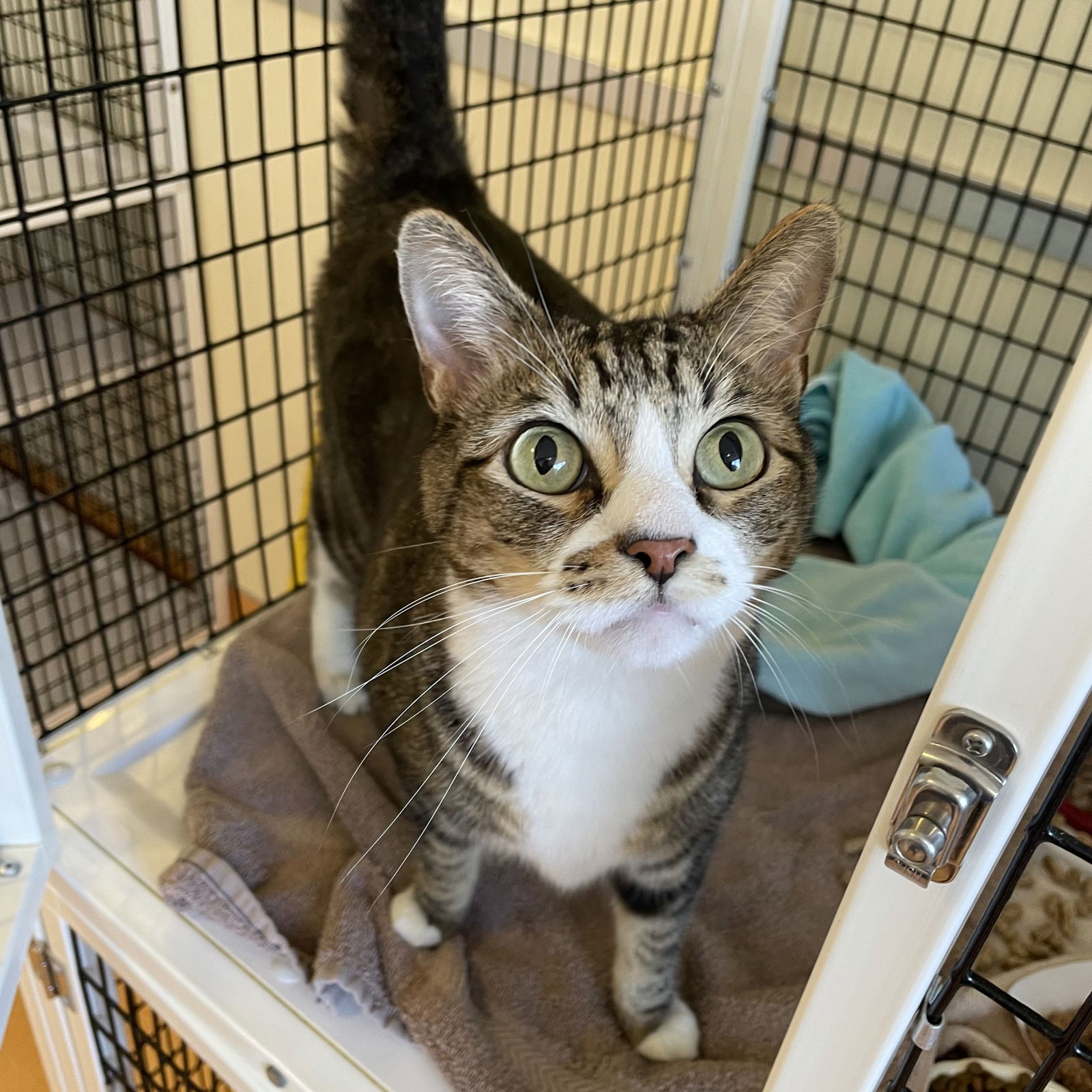 adoptable Cat in Burlingame, CA named Ben