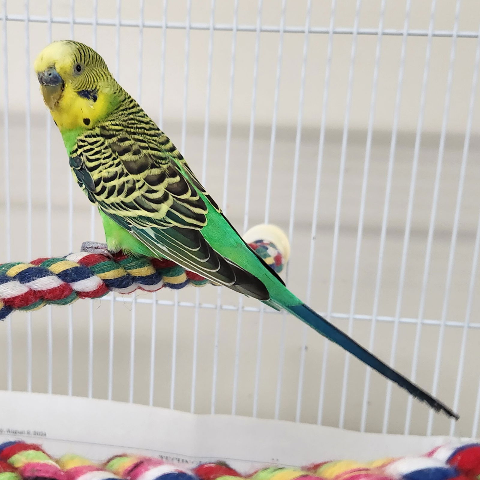 adoptable Bird in Burlingame, CA named Pickles