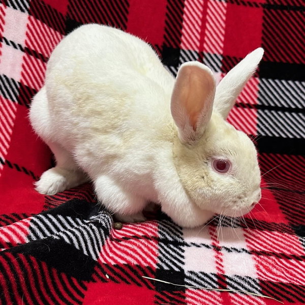 Juno