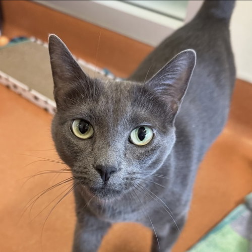 Gracie, an adoptable Domestic Short Hair in Burlingame, CA