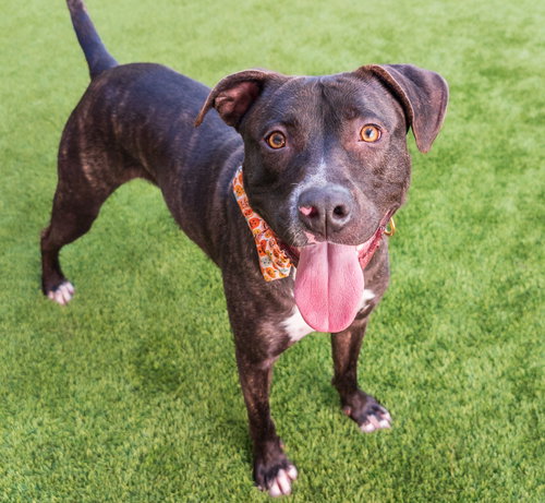 LUCKY - Pit Bull Terrier available for adoption