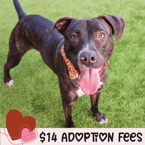 LUCKY - Pit Bull Terrier available for adoption