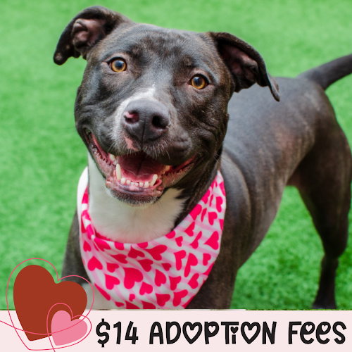 LUCKY - Pit Bull Terrier available for adoption