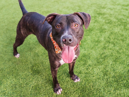 LUCKY - Pit Bull Terrier available for adoption