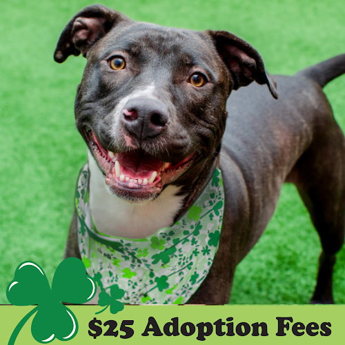 LUCKY - Pit Bull Terrier available for adoption