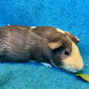 adoptable Guinea Pig in  named Monica (F)