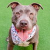 adoptable Dog in burlingame, CA named Toby