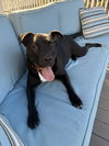 Octavia - Photo 3