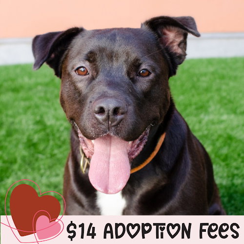 OCTAVIA - Rottweiler / Staffordshire Bull Terrier available for adoption