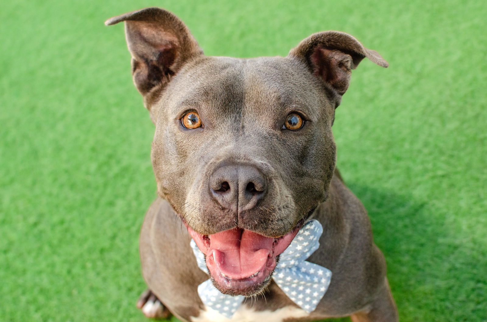 adoptable Dog in Burlingame, CA named Tiana