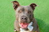 adoptable Dog in burlingame, CA named Tiana