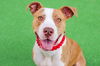 adoptable Dog in  named Sasha