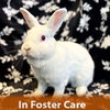 adoptable Rabbit in  named Blizzard