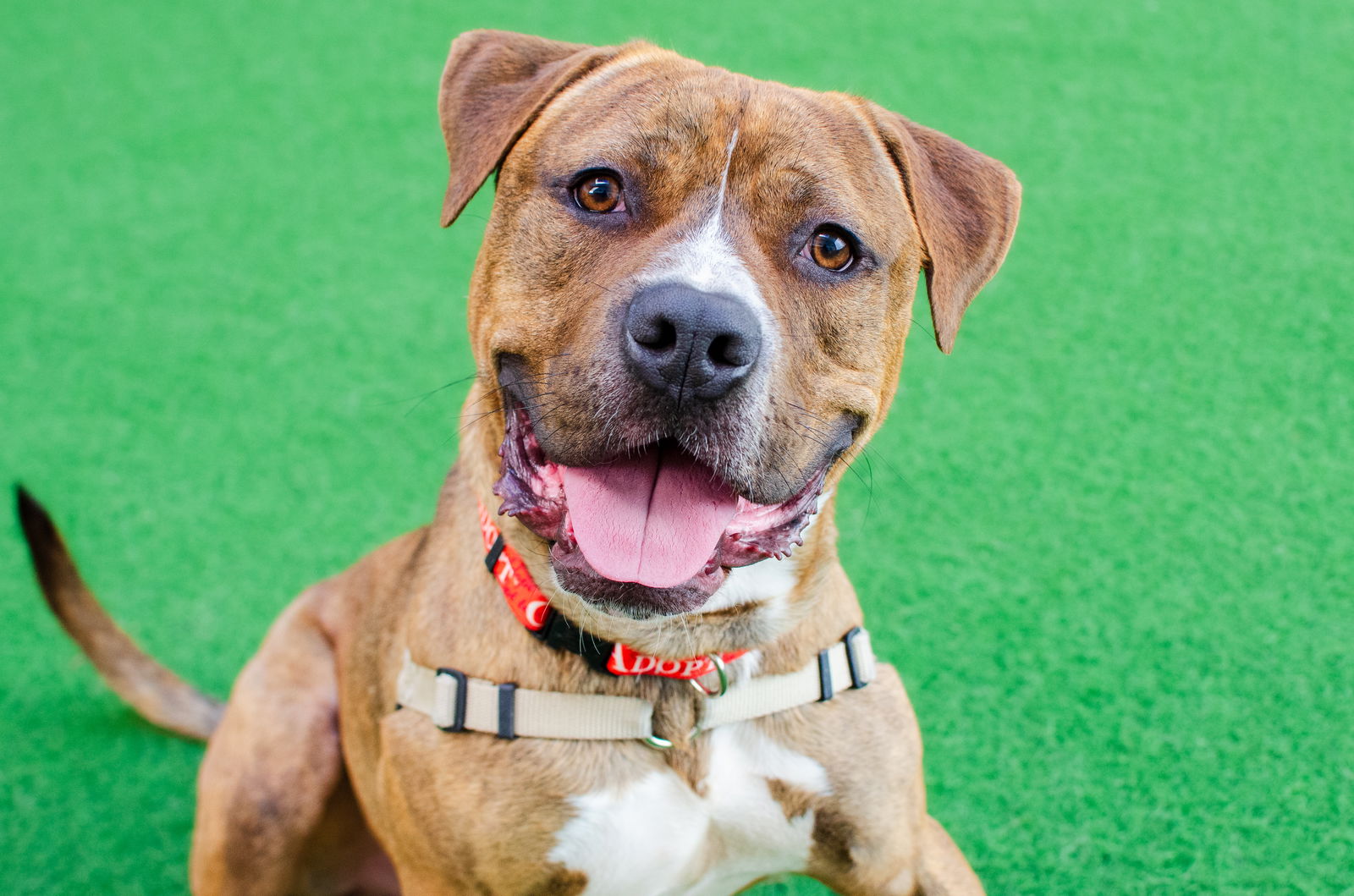 adoptable Dog in Burlingame, CA named Junior