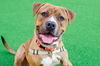 adoptable Dog in burlingame, CA named Junior