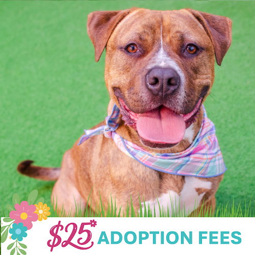 JUNIOR - Pit Bull Terrier available for adoption