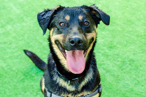 ZELDA - German Shepherd Dog / Rottweiler available for adoption