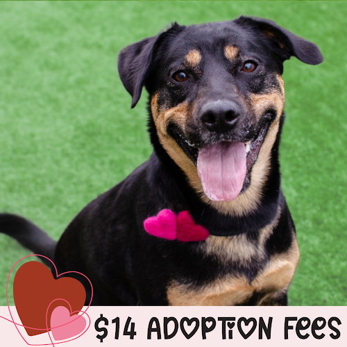 ZELDA - German Shepherd Dog / Rottweiler available for adoption