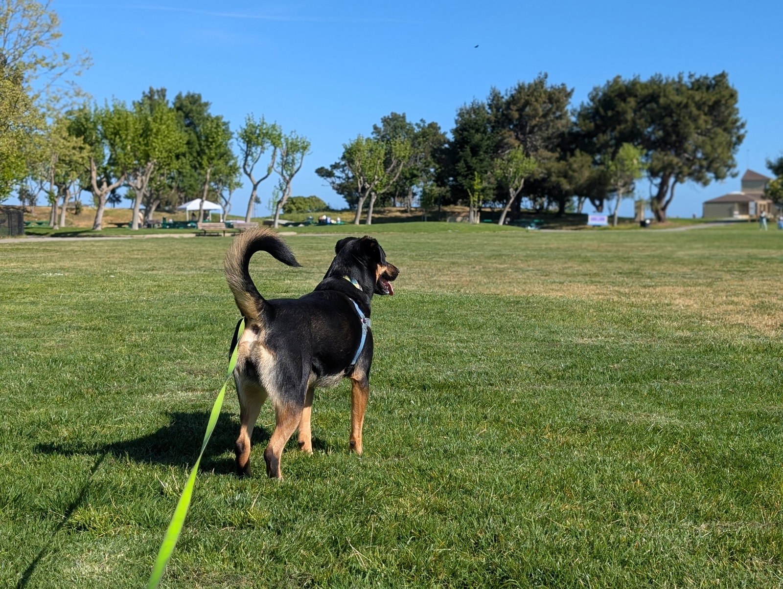 Zelda, photo 6