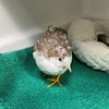 adoptable Bird in burlingame, CA named Loki