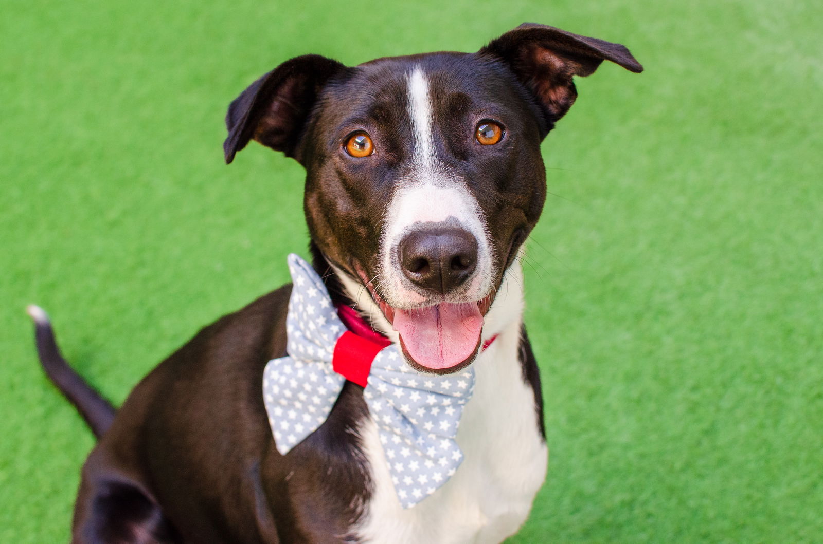 adoptable Dog in Burlingame, CA named January