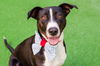 adoptable Dog in burlingame, CA named January