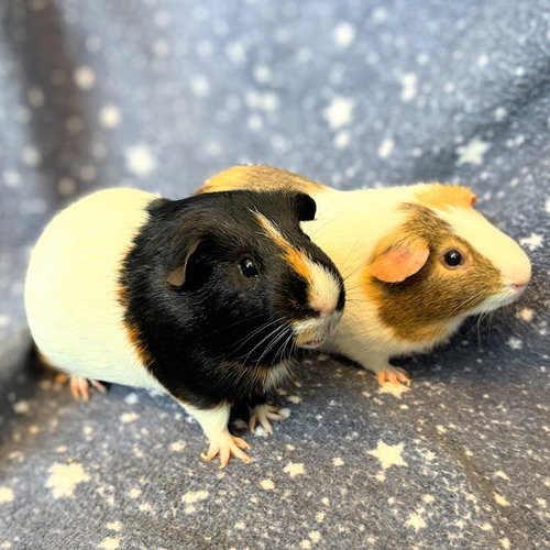 Walter & Oliver (M)
