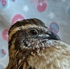 adoptable Bird in burlingame, CA named Harry