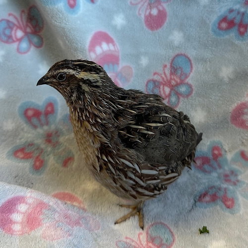 HARRY - Quail available for adoption