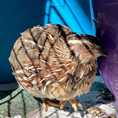 HARRY - Quail available for adoption