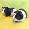 adoptable Guinea Pig in  named Bowie & Iggy (M)