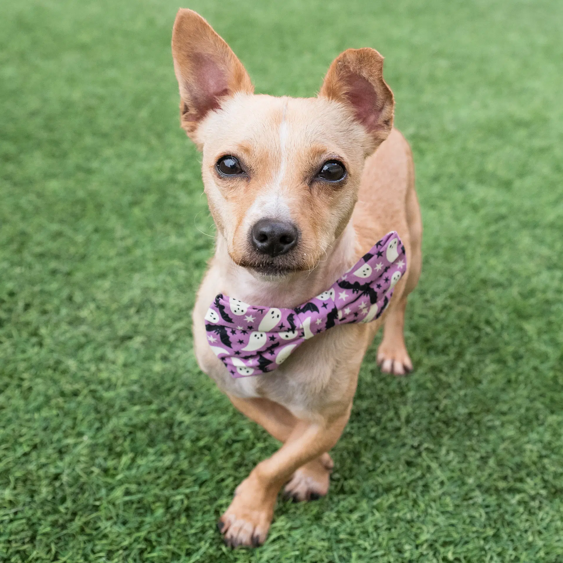 Perry - Chihuahua
