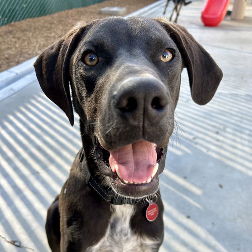 TED - Great Dane available for adoption