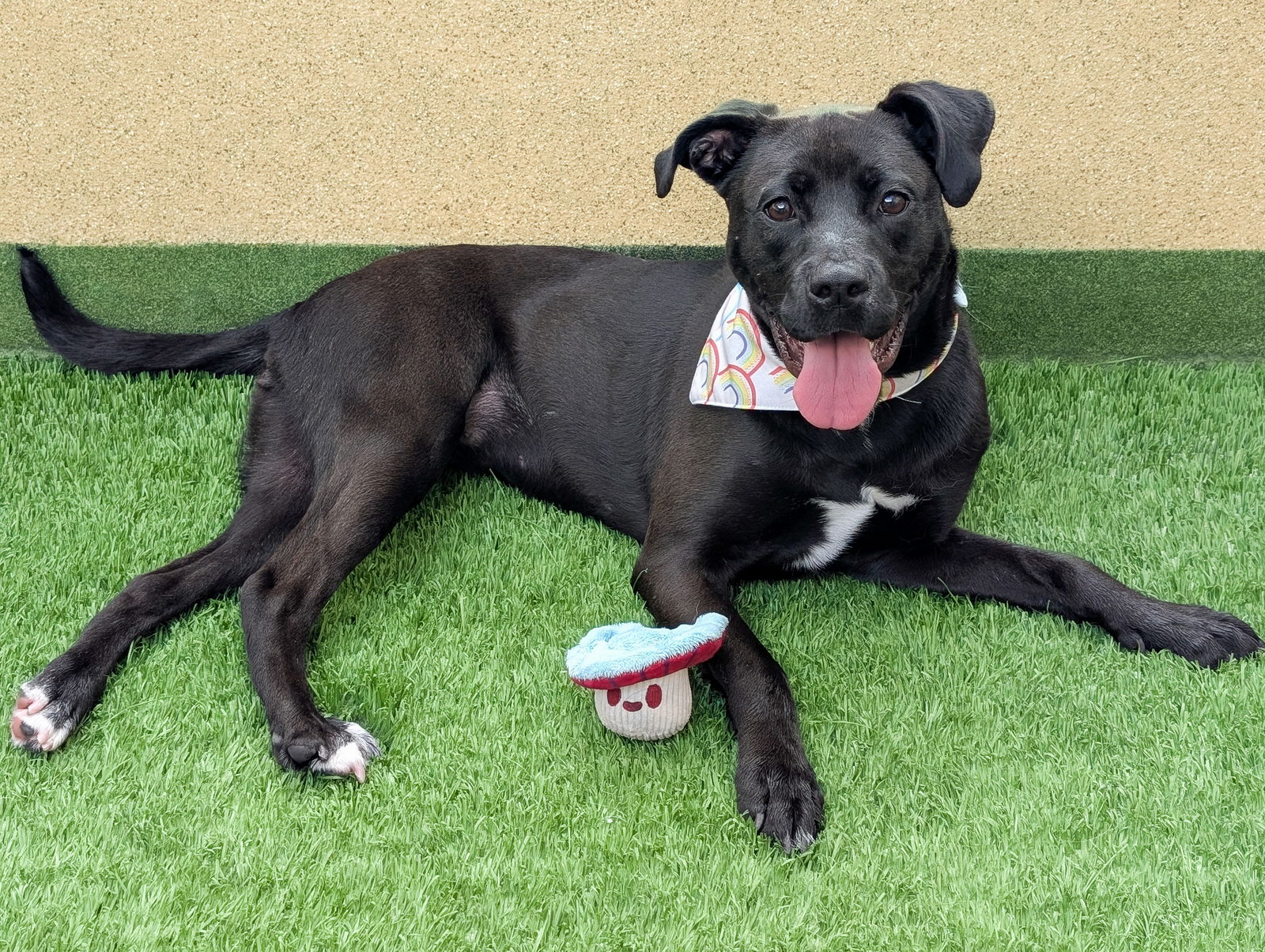 adoptable Dog in Burlingame, CA named Cindy