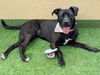 adoptable Dog in Burlingame, CA named Cindy