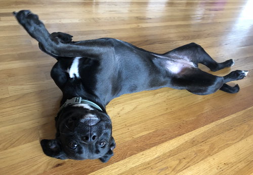 CINDY - Pit Bull Terrier available for adoption