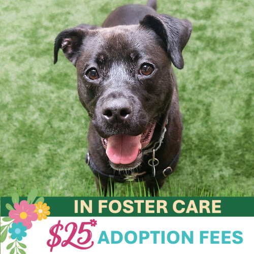 CINDY - Pit Bull Terrier / Siberian Husky available for adoption