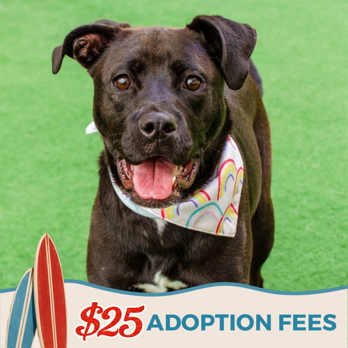 CINDY - Pit Bull Terrier / Siberian Husky available for adoption