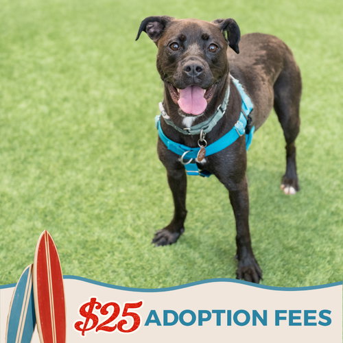 CINDY - Pit Bull Terrier / Siberian Husky available for adoption