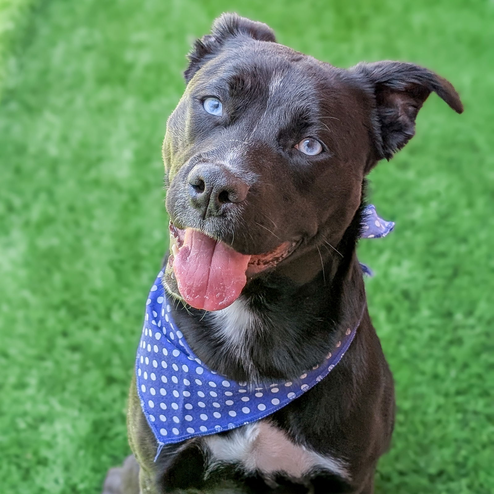 adoptable Dog in Burlingame, CA named Marcia
