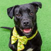 adoptable Dog in burlingame, CA named Jan